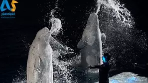 جهان اقیانوس چانگ فنگ جهان اقیانوس چانگ فنگ